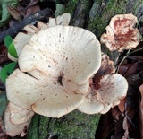 Hydnopolyporus fimbriatus image