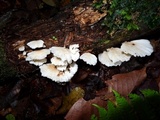 Hydnopolyporus fimbriatus image