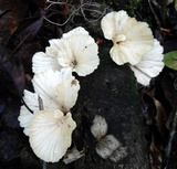 Hydnopolyporus fimbriatus image
