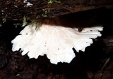 Hydnopolyporus fimbriatus image