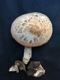 Amanita pseudovolvata image