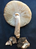 Amanita pseudovolvata image