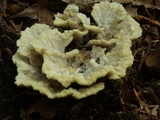 Thelephora vialis image
