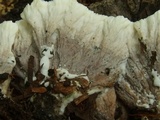 Thelephora vialis image