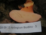Fistulina hepatica image