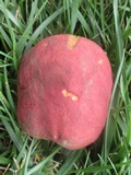 Boletus speciosus image