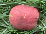 Boletus speciosus image