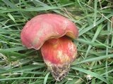 Boletus speciosus image