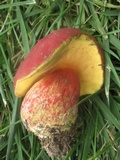 Boletus speciosus image