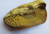 Boletus speciosus image