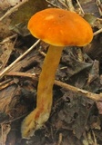 Gyroporus castaneus image