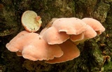 Phlebia incarnata image