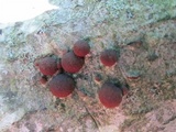 Hypoxylon fragiforme image