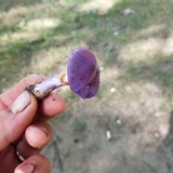 Cortinarius iodes image