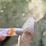 Cortinarius iodes image