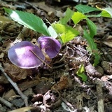 Cortinarius iodes image