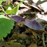 Cortinarius iodes image