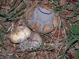 Scleroderma cepa image