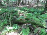 Pholiota squarrosoides image
