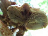 Pholiota squarrosoides image