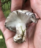 Russula michiganensis image