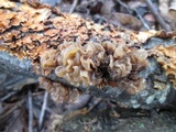 Phaeotremella foliacea image
