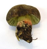 Boletus frustosus image