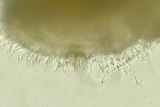 Arachnopeziza aranea image