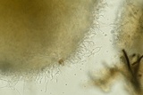 Arachnopeziza aranea image