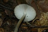 Amanita borealisorora image