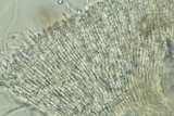 Arachnopeziza aranea image