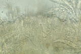 Arachnopeziza aranea image