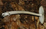 Amanita borealisorora image