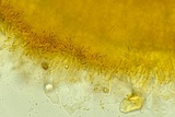 Arachnopeziza aranea image