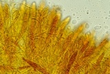 Arachnopeziza aranea image