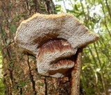 Inocutis dryophila image
