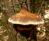 Inocutis dryophila image