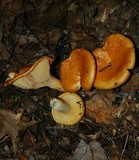Lactarius croceus image