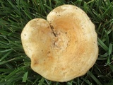 Lactarius psammicola image