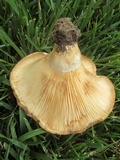 Lactarius psammicola image