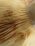 Lactarius psammicola image