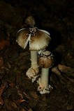 Amanita brunnescens image