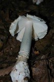 Amanita brunnescens image