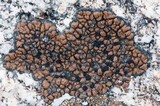 Lecidea atrobrunnea image