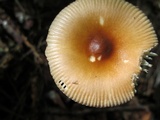 Amanita sect. Vaginatae image