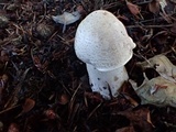 Agaricus bresadolanus image