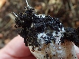 Agaricus bresadolanus image