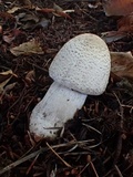 Agaricus bresadolanus image