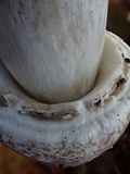 Agaricus bresadolanus image