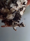 Agaricus bresadolanus image